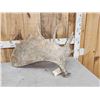 Image 3 : 11.9 Lbs Moose Shed Antler