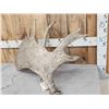 Image 4 : 11.9 Lbs Moose Shed Antler