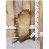 Image 1 : 10.8 Lbs Moose Shed Antler