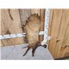 Image 2 : 10.8 Lbs Moose Shed Antler