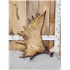 Image 1 : 10.5 Lbs Moose Shed Antler