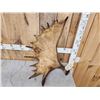 Image 2 : 10.5 Lbs Moose Shed Antler