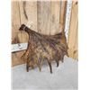 Image 4 : 10.5 Lbs Moose Shed Antler