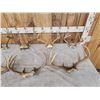 Image 2 : 9 Sets Of Whitetail Antlers On Skull Plate