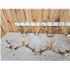 Image 3 : 9 Sets Of Whitetail Antlers On Skull Plate