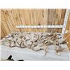 Image 1 : 39.6 Lbs Of Deer Antlers