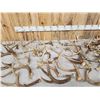 Image 3 : 39.6 Lbs Of Deer Antlers