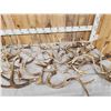 Image 4 : 39.6 Lbs Of Deer Antlers