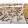 Image 5 : 39.6 Lbs Of Deer Antlers