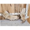 Image 2 : 22 Lbs Of Moose Antler Paddles