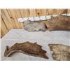 Image 8 : 22 Lbs Of Moose Antler Paddles