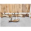 Image 1 : Collection Of 5 Moose Shed Antlers