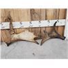 Image 2 : Collection Of 5 Moose Shed Antlers