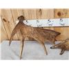 Image 8 : Collection Of 5 Moose Shed Antlers