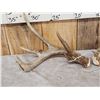 Image 3 : Cool Nontypical Whitetail Shed Antlers