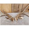 Image 4 : Cool Nontypical Whitetail Shed Antlers