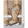 Image 1 : 9Lbs Moose Shed Antler