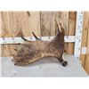 Image 2 : 9Lbs Moose Shed Antler