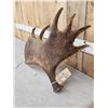 Image 3 : 9Lbs Moose Shed Antler