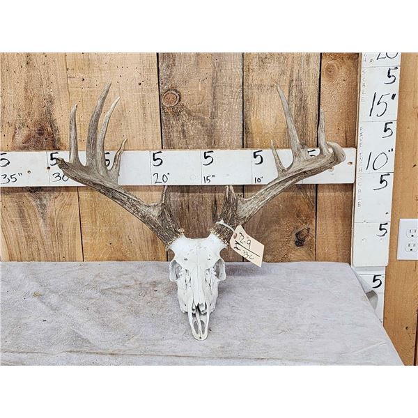 Main Frame 5x5 Whitetail Antlers On Skull