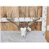 Image 1 : Main Frame 5x5 Whitetail Antlers On Skull