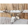 Image 2 : Main Frame 5x5 Whitetail Antlers On Skull
