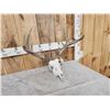 Image 3 : Main Frame 5x5 Whitetail Antlers On Skull