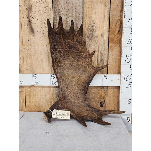 9.6 Lbs Alaskan Moose Shed Antler
