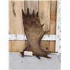 Image 1 : 9.6 Lbs Alaskan Moose Shed Antler