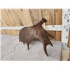 Image 4 : 9.6 Lbs Alaskan Moose Shed Antler