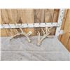 Image 2 : Set Of Self Standing Whitetail Shed Antlers