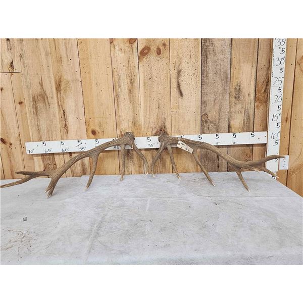 11.8 Lbs Set Of Red Stag Shed Antlers