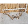 Image 4 : 11.8 Lbs Set Of Red Stag Shed Antlers