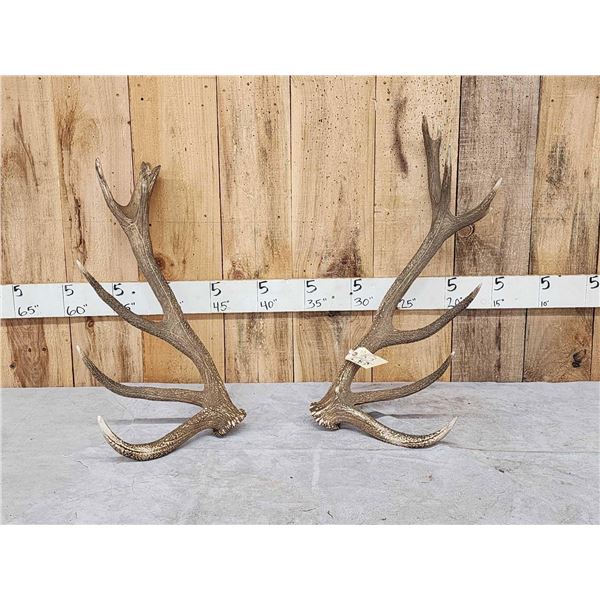 11.4 Lbs Set Of Red Stag Shed Antlers