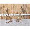 Image 1 : 11.4 Lbs Set Of Red Stag Shed Antlers
