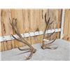 Image 2 : 11.4 Lbs Set Of Red Stag Shed Antlers