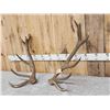 Image 3 : 11.4 Lbs Set Of Red Stag Shed Antlers