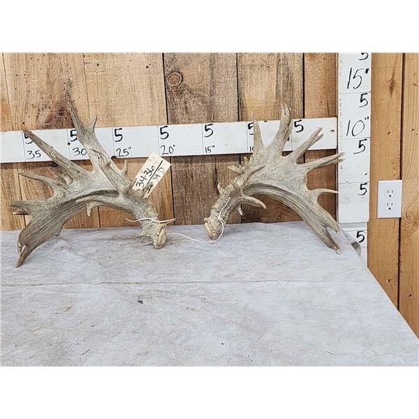 HEAVY Mass Palmated Whitetail Shed Antlers
