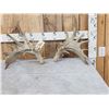 Image 1 : HEAVY Mass Palmated Whitetail Shed Antlers