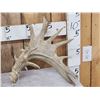Image 2 : HEAVY Mass Palmated Whitetail Shed Antlers