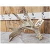 Image 3 : HEAVY Mass Palmated Whitetail Shed Antlers