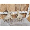 Image 4 : HEAVY Mass Palmated Whitetail Shed Antlers