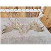 Image 5 : HEAVY Mass Palmated Whitetail Shed Antlers