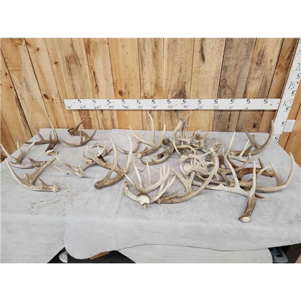 28.3 Lbs Of Whitetail Antlers