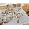 Image 2 : 28.3 Lbs Of Whitetail Antlers