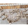 Image 3 : 28.3 Lbs Of Whitetail Antlers