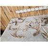 Image 4 : 28.3 Lbs Of Whitetail Antlers