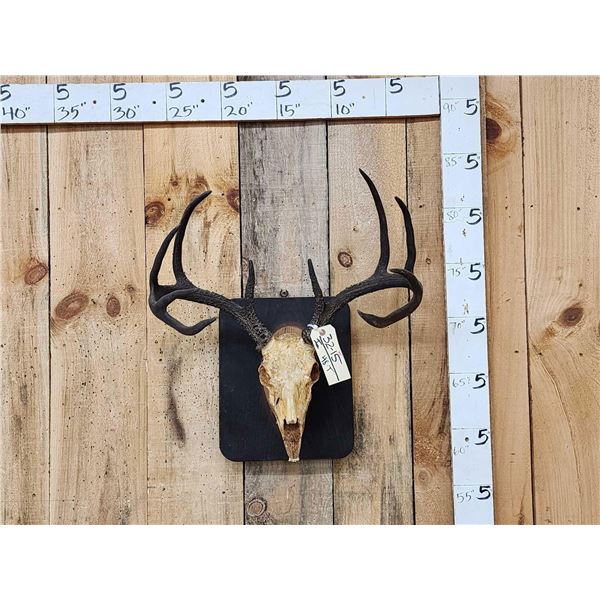 1800s 5x5 Whitetail Antlers On Skull