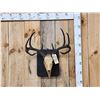 1800s 5x5 Whitetail Antlers On Skull