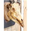 Image 6 : 1800s 5x5 Whitetail Antlers On Skull